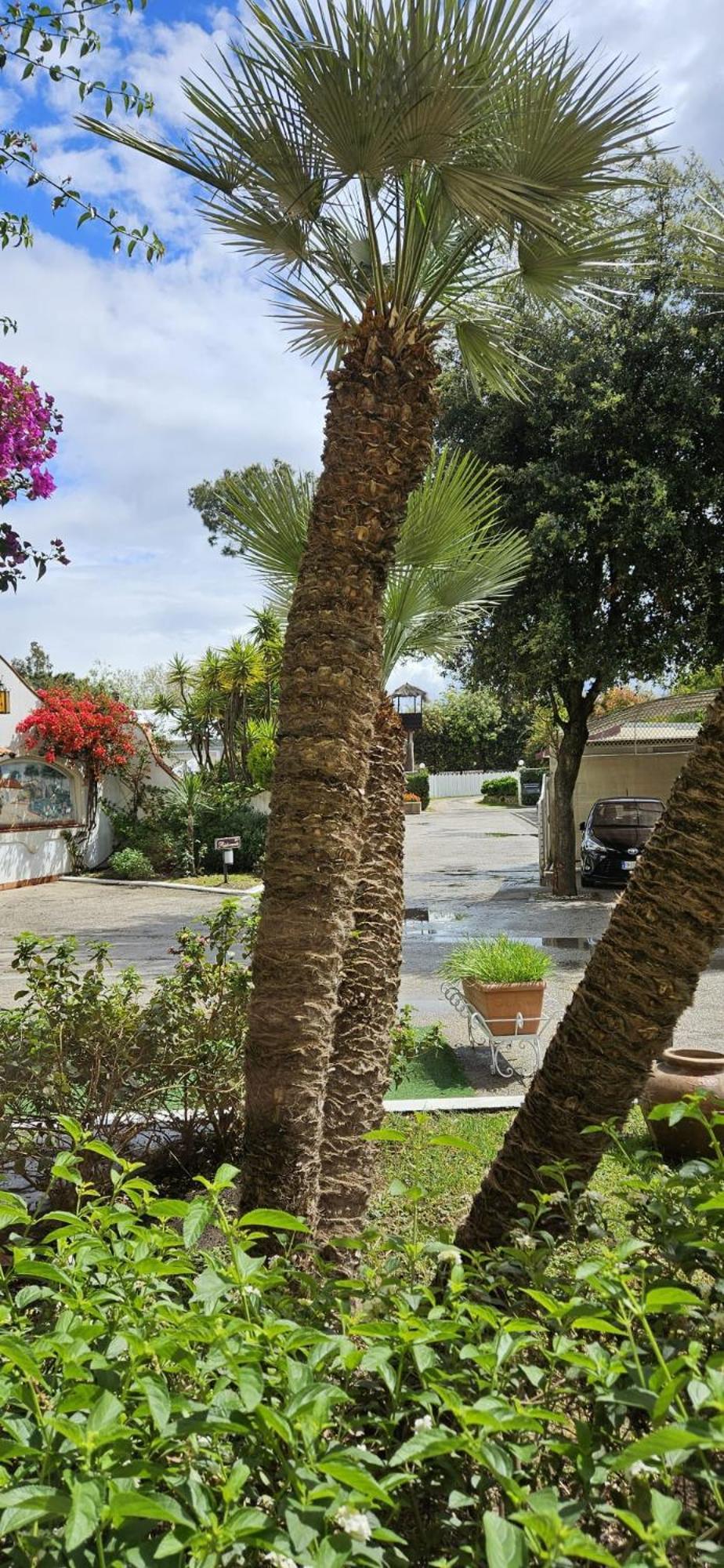 קואליאנו Hotel Mediterraneo מראה חיצוני תמונה